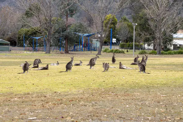 stock image Photograph of Kangaroos relaxing in a large grassy field in the town of Talbingo in Kosciuszko National Park in the Snowy Mountains in New South Wales in Australia.