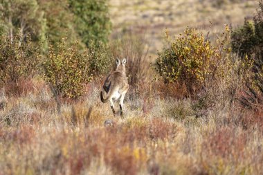 Avustralya 'nın Yeni Güney Galler' deki Mavi Dağlar 'daki çalılıklarda bir Wallaby' nin fotoğrafı..