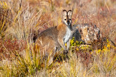 Avustralya 'nın Yeni Güney Galler' deki Mavi Dağlar 'daki çalılıklarda bir Wallaby' nin fotoğrafı..