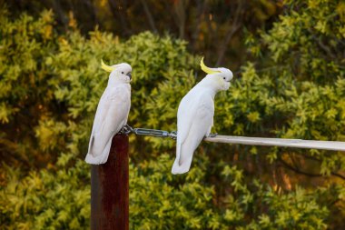 Photograph of two Australian Sulphur Crested Cockatoos sitting on a metal pole amongst trees and plants in the Blue Mountains in New South Wales, Australia. clipart