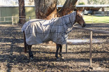 Avustralya 'nın Yeni Güney Galler bölgesindeki Karlı Dağlar' daki Tumut kasabasındaki yarış pistinin yakınındaki açık hava at yarışları alanında çekilmiş..
