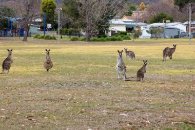 Avustralya 'nın Yeni Güney Galler bölgesindeki Karlı Dağlar' daki Kosciuszko Ulusal Parkı 'ndaki Talbingo kasabasında büyük bir çayırda dinlenen kanguruların fotoğrafları..