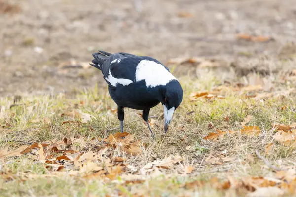 stock image Photograph of a black and white Australian Magpie bird foraging for food  on the ground in the regional town of Talbingo in the Snowy Mountains in New South Wales in Australia.