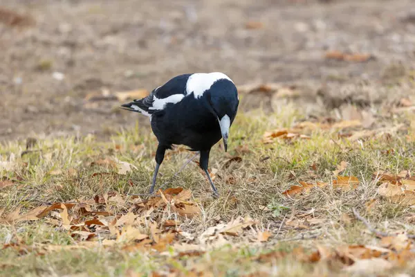 stock image Photograph of a black and white Australian Magpie bird foraging for food  on the ground in the regional town of Talbingo in the Snowy Mountains in New South Wales in Australia.