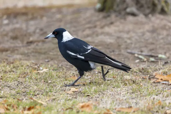 Avustralya 'nın Yeni Güney Galler' deki Karlı Dağlar bölgesindeki Talbingo kasabasında yiyecek arayan siyah beyaz bir Avustralya Magpie kuşunun fotoğrafı..