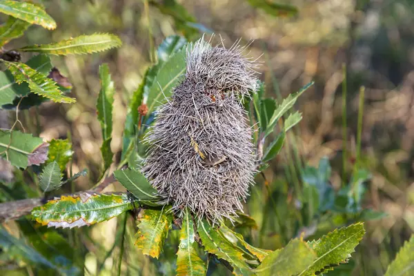 stock image Photograph of a dead Bottle Brush plant in a forest in the Blue Mountains in New South Wales, Australia.