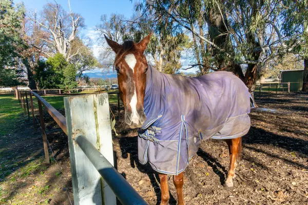 Stock image Photograph of race horse in an outdoors livery yard near the race track in the township of Tumut in the Snowy Mountains in regional New South Wales in Australia.