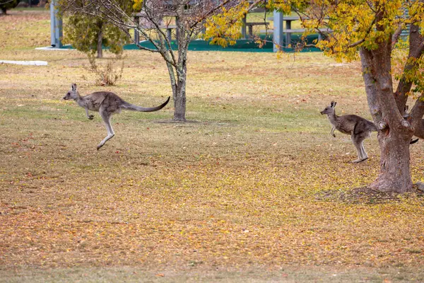 stock image Photograph of Kangaroos hopping across a grassy field in the town of Talbingo in Kosciuszko National Park in the Snowy Mountains in New South Wales in Australia.