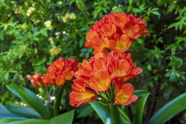 Avustralya 'nın Yeni Güney Galler bölgesindeki Mavi Dağlar' da bulunan bir yerleşim bölgesinde çiçek açmış parlak turuncu bir Clivia çiçeğinin fotoğrafı..
