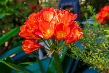 Avustralya 'nın Yeni Güney Galler bölgesindeki Mavi Dağlar' da bulunan bir yerleşim bölgesinde çiçek açmış parlak turuncu bir Clivia çiçeğinin fotoğrafı..