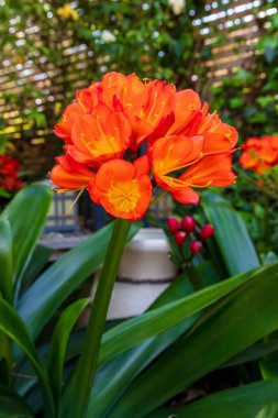 Avustralya 'nın Yeni Güney Galler bölgesindeki Mavi Dağlar' da bulunan bir yerleşim bölgesinde çiçek açmış parlak turuncu bir Clivia çiçeğinin fotoğrafı..