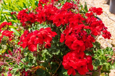 Avustralya 'nın Yeni Güney Galler bölgesindeki Mavi Dağlar' da bulunan bir yerleşim bölgesinde çiçeklenmiş parlak kırmızı bir sardunya çiçeğinin fotoğrafı..