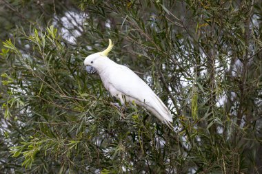 Avustralya 'nın Yeni Güney Galler' indeki Mavi Dağlar 'daki bir ağaçta oturan ve yaprakları yiyen Sülfür Tepeli Kakadunun Fotoğrafı.