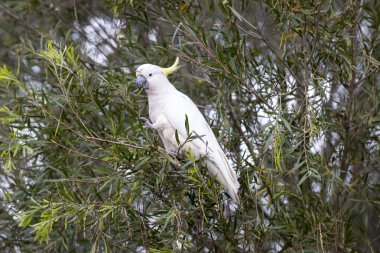 Photograph of a Sulphur Crested Cockatoo sitting and eating leaves in a tree in the Blue Mountains in New South Wales, Australia. clipart