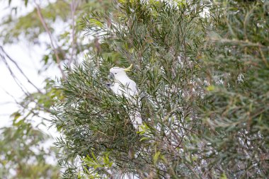 Avustralya 'nın Yeni Güney Galler' indeki Mavi Dağlar 'daki bir ağaçta oturan ve yaprakları yiyen Sülfür Tepeli Kakadunun Fotoğrafı.