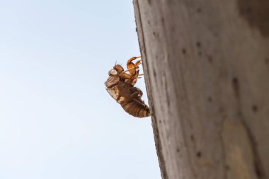 Avustralya, Yeni Güney Galler 'deki Mavi Dağlar' da ağaca sıkışmış ölü bir ağustos böceğinin fotoğrafı..