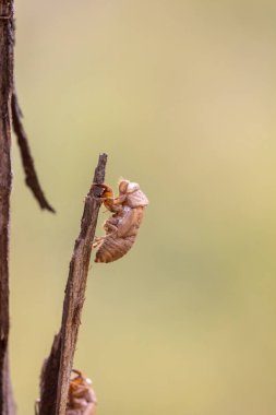 Avustralya, Yeni Güney Galler 'deki Mavi Dağlar' da ağaca sıkışmış ölü bir ağustos böceğinin fotoğrafı..