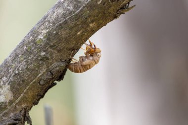 Avustralya, Yeni Güney Galler 'deki Mavi Dağlar' da ağaca sıkışmış ölü bir ağustos böceğinin fotoğrafı..
