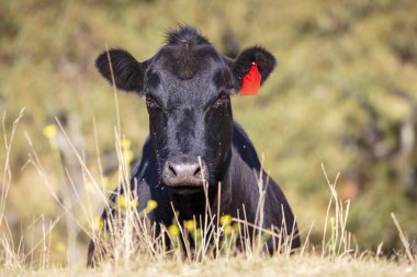 Avustralya 'nın Yeni Güney Galler bölgesindeki Mavi Dağlar' daki bir tarımsal alanda uçan böceklerle kaplı büyük siyah bir ineğin başının fotoğrafı..