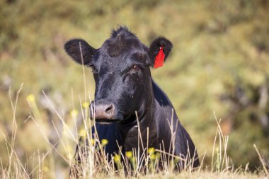 Avustralya 'nın Yeni Güney Galler bölgesindeki Mavi Dağlar' daki bir tarımsal alanda uçan böceklerle kaplı büyük siyah bir ineğin başının fotoğrafı..