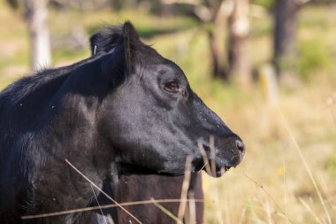 Avustralya 'nın Yeni Güney Galler bölgesindeki Mavi Dağlar' daki bir tarımsal alanda uçan böceklerle kaplı büyük siyah bir ineğin başının fotoğrafı..