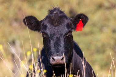 Avustralya 'nın Yeni Güney Galler bölgesindeki Mavi Dağlar' daki bir tarımsal alanda uçan böceklerle kaplı büyük siyah bir ineğin başının fotoğrafı..