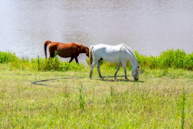Avustralya 'nın Yeni Güney Galler bölgesindeki temiz su kaynağının yakınındaki açık bir çayırda yemyeşil çimlerde otlayan iki atın fotoğrafı..