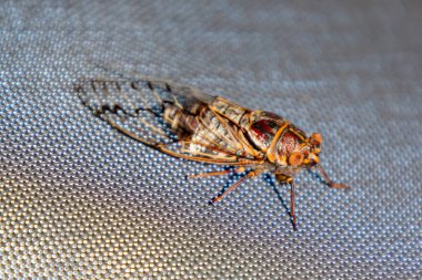 Avustralya 'nın Yeni Güney Galler bölgesindeki Mavi Dağlar' da güneş ışığı altında dinlenen gürültülü ağustos böceğinin fotoğrafı..
