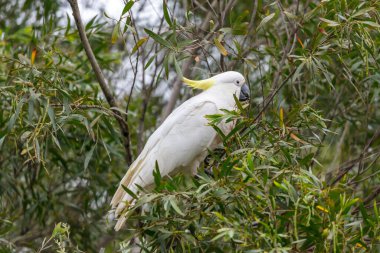Avustralya 'nın Yeni Güney Galler bölgesindeki Mavi Dağlar' daki bir sakız ağacında yaprakları yiyen beyaz yetişkin Sülfür Tepeli Kakadunun fotoğrafı..