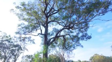 Avustralya 'nın mavi gökyüzüne karşı geniş ve sağlıklı bir yeşil ağacın dallarına ve yapraklarına bakan görüntüler..