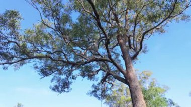 Avustralya 'nın mavi gökyüzüne karşı geniş ve sağlıklı bir yeşil ağacın dallarına ve yapraklarına bakan görüntüler..