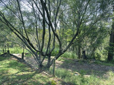 Avustralya 'nın Yeni Güney Galler bölgesindeki Mavi Dağlar' daki büyük bir ormanın yanındaki çitin yakınındaki eski ve çürüyen bir sakız ağacının fotoğrafı..