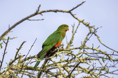 Photograph of an Australian King Parrot sitting in a leafless tree in the sunshine in the Blue Mountains in New South Wales, Australia. clipart