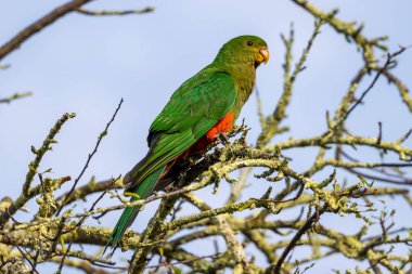 Avustralya Kralı Papağan Avustralya 'nın Yeni Güney Galler' indeki Mavi Dağlar 'da yapraksız bir ağaçta otururken çekilmiş..