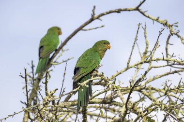 Photograph of two Australian King Parrots sitting in a leafless tree in the sunshine in the Blue Mountains in New South Wales, Australia. clipart