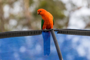 Photograph of an Australian King Parrot sitting on a blue fabric fence in the sunshine in the Blue Mountains in New South Wales, Australia. clipart