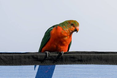 Photograph of an Australian King Parrot sitting on a blue fabric fence in the sunshine in the Blue Mountains in New South Wales, Australia. clipart