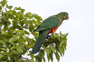 Photograph of an Australian King Parrot sitting and relaxing in a green leafy tree in the Blue Mountains in New South Wales, Australia. clipart