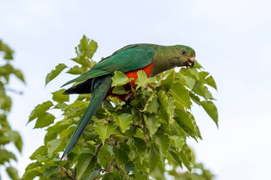 Photograph of an Australian King Parrot sitting and relaxing in a green leafy tree in the Blue Mountains in New South Wales, Australia. clipart