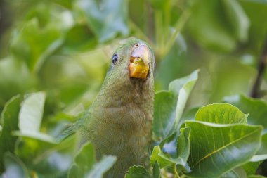 Photograph of an Australian King Parrot eating berries in a green leafy tree in the Blue Mountains in New South Wales, Australia. clipart