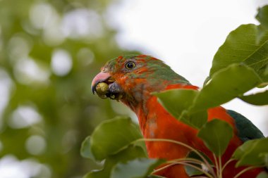 Photograph of an Australian King Parrot eating berries in a green leafy tree in the Blue Mountains in New South Wales, Australia. clipart