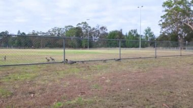 Wood Ducks ailesinden bir ailenin çitin altından geçip Avustralya 'nın NSW kentindeki Wollondilly Shire Konseyindeki Warragamba kasabasındaki bir spor sahasına girdiği görüntüler..
