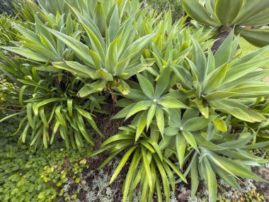 Avustralya 'nın Yeni Güney Galler bölgesindeki Mavi Dağlar' daki bir bahçedeki büyük yeşil yapraklı Agave bitkisinin fotoğrafı..