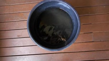 Avustralya 'nın Yeni Güney Galler bölgesindeki Mavi Dağlar' da bir evin arka güvertesindeki bir kova suyun içinde yüzen küçük bir kurbağanın görüntüsü..