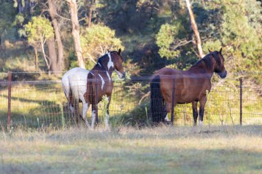 Avustralya, Yeni Güney Galler 'deki Mavi Dağlar' daki tel örgülerin yanında yeşil bir tarlada çimen yiyen iki atın fotoğrafı..