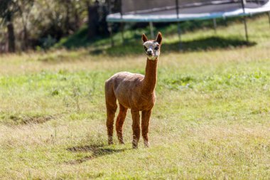 Dost canlısı bir Alpaca 'nın Avustralya' daki Mavi Dağlar 'da sıcak güneşin tadını çıkarırken çimenli bir tarımsal alanda çekilmiş fotoğrafı..