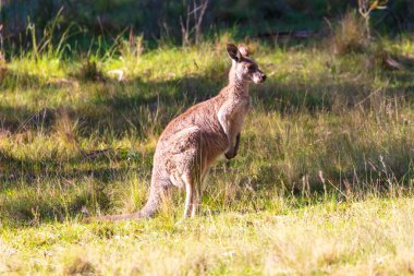 Avustralya 'daki Mavi Dağlar' da güneşli bir günde çalılıktaki çimenli bir tarlada duran Avustralyalı bir kangurunun fotoğrafı..