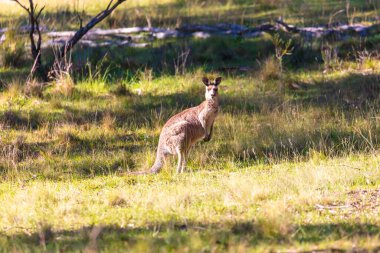 Avustralya 'daki Mavi Dağlar' da güneşli bir günde çalılıktaki çimenli bir tarlada duran Avustralyalı bir kangurunun fotoğrafı..