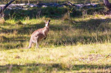 Avustralya 'daki Mavi Dağlar' da güneşli bir günde çalılıktaki çimenli bir tarlada duran Avustralyalı bir kangurunun fotoğrafı..