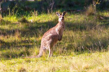 Avustralya 'daki Mavi Dağlar' da güneşli bir günde çalılıktaki çimenli bir tarlada duran Avustralyalı bir kangurunun fotoğrafı..